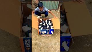 UnboxingNew Pigeons️#lahore #kabutar #darbhanga #youtubeshorts #viralvideo #biharikabutar