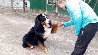 Заочники проекта: безупречный бернский зенненхунд Джастин.