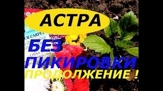 АСТРА БЕЗ ПИКИРОВКИ, ПРОДОЛЖЕНИЕ !  ОБЗОР ПОСАДОК В ОТКРЫТОМ ГРУНТЕ ! СУПЕР СПОСОБ !