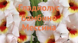 Гладиолус бамбино Мессина (gladiolus)  Мессина обзор: как сажать, луковицы гладиолуса Мессина