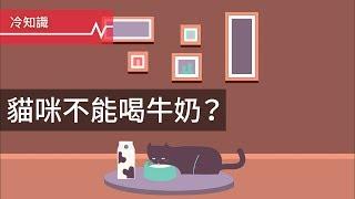 【冷知識】貓咪不能喝牛奶？