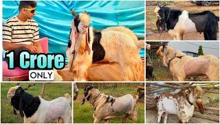 Haidery Goat Farm Opens in Padgha | Palai Open | दुनिया का सबसे कीमती बकरा Andul Goats Available