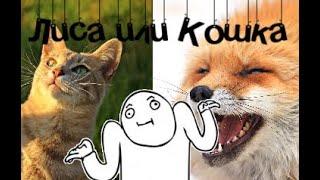 ||Лиса или Кошка?||CatWar||