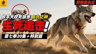 大型紀錄片【野狼復仇記】第七季20集＋特別篇，牧羊犬咬死狼崽，為狼群復仇埋下伏筆，烟霧地牢發現狼穴，牧區生死競速，三犬追狼精彩實錄#坎高犬#狼#牧羊犬#狗#狼群#土耳其#动物世界#動物解説#動物世界
