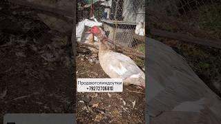 Тяжелые, большие индоутки разных окрасов #дарьиндвор #индоутки #утки