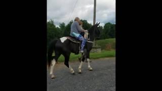 Gideon's first horse ride.