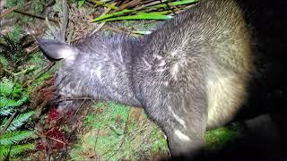 Sambar Deer Hunt with Blaser R93 in 30-06, Pard DS35-70 LRF, Victoria 29/06/2024