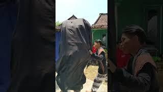 VIRAL.!!! DAWANGAN KEPALA BUNTUNG  #spb #short