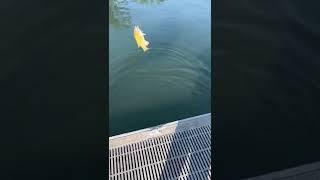 Smallmouth Bass Fishing  #shorts #fishing #youtubeshorts #bassfishing