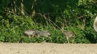 Młode żurawie się pokazały Nie bały się  ️Są dwa młode  Obserwacja , fotografia  Video 