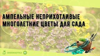 Ампельные неприхотливые многолетние цветы для сада