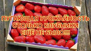 КЛУБНИКА БУДЕТ РАСТИ КАК БЕШЕННАЯ