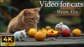 Paws Adventures Brings Daily Mouse Joy  Cute White Mice in Nature for Cats  Meow Flix