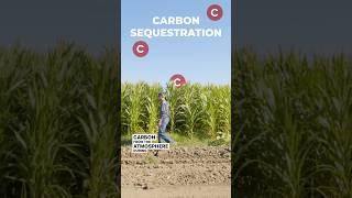 What is Carbon Sequestration and Where Do Cattle Fit In?