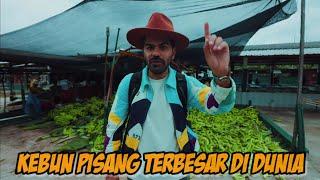 Kebun pisang terbesar di dunia | Ekuador 