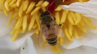 Honey bee peony pollen party