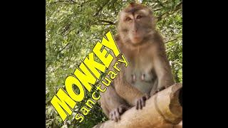 Santa Catalina, Negros Oriental Monkey Wildlife Sanctuary