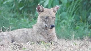 Golden Jackal in Sleeping Mood---4k Wildlife of Bangladesh