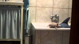 Bathroom-Jaws.MOV