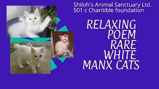 Shilohs Animal Sanctuary Rescue animals now from your local shelter you may just find a rare manx