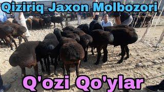 QIZIRIQ JAXON MOLBOZORI QO'CHQOR QO'Y QO'ZI NARXLARI