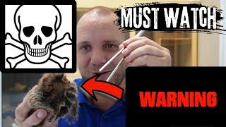 DANGER Never Do These Things to Your Marmoset Monkey #usefultips #monkeycare #vetadvice