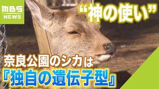 “神の使い”奈良公園のシカは『独自の遺伝子型』　「1000年以上」人間の保護を受ける（2023年1月31日）