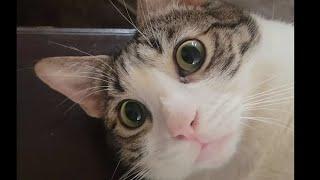My cats giving looks