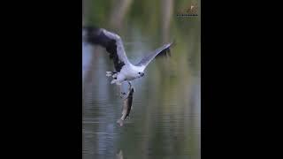 A White breasted Sea Eagle grabbing a big mullet | way 2 life