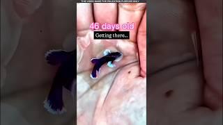 Poor family boy brought a beautiful baby fish, what's the secret?