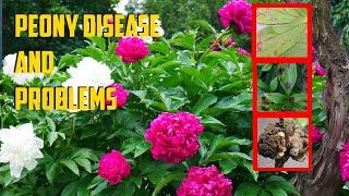 Peony Disease and Peony Problems