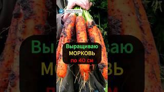 Как вырастить крупную морковь: Простой способ для большого урожая #морковь #огород #урожай #рассада