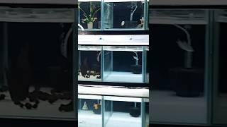 Introducing Pet Carat Fish Room! Here, I'll share all the things I've created from scratch in detail
