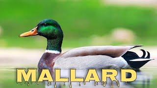 Mallard sound, wild duck call