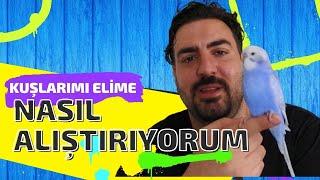 KUŞLARIMI  ELİME NASIL ALIŞTIRIYORUM  İŞTE TAKTİKLER 