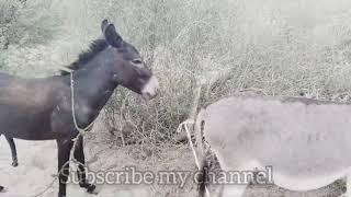 Black donkeys meeting like with white donkey#foryou #best