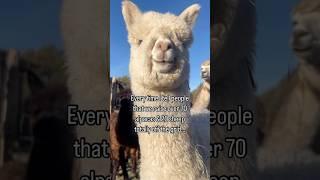 Off Grid Life! W/ over 70 ALPACAS!️ #alpaca #farming #shorts