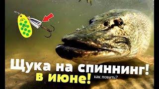 Красивая девушка научит вас ловить щуку в июне на спиннинг с берега! Где ловить щуку летом в июне?