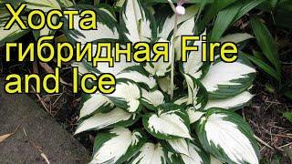 Хоста гибридная Огонь и лед. Краткий обзор, описание характеристик hosta Fire and Ice