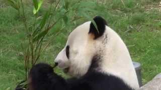 Gigant Panda / 大熊猫 / бамбуковый медведь (Ailuropoda melanoleuca)