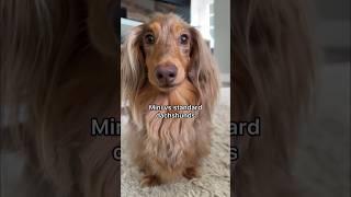 What’s the difference between a mini & standard dachshund? #dachshund #minidachshund #dachshundpuppy