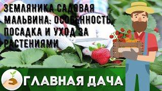 Земляника садовая Мальвина: особенность, посадка и уход за растениями