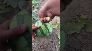 Best relaxing fruit tree farming | Oddly satisfying fresh fruit | Fruit Ninja Harvesting #501