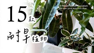 十五款耐旱好照顧的室內懶人植物！推薦給生活忙碌的您15 Drought-Tolerant Plants that Don’t Need Water Very Often #室內植物