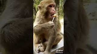 Bandar   Lollipops #monkey #shorts #youtubeshorts #trending #tiktok #funny #viral #ytshorts