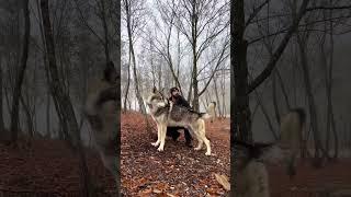 Pet wolf hybrid transformation over 200lbs and 6ft tall must see #wolf hybrid 