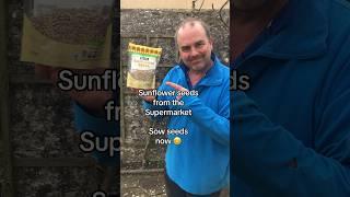 Grow sunflowers from the edible seeds you buy from the grocers / supermarket #growyourgroceries