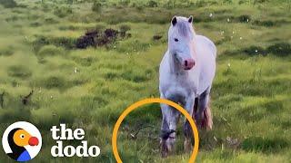Wild Pony With Leg Stuck In Phone Wire Gets Rescued | The Dodo