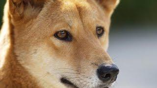 13 Wild Facts About Dingoes