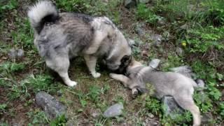 4 Generations of Elkhounds Hiking Together